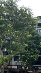 Bukit Timah Fire Station (D21), Shop House #597516161